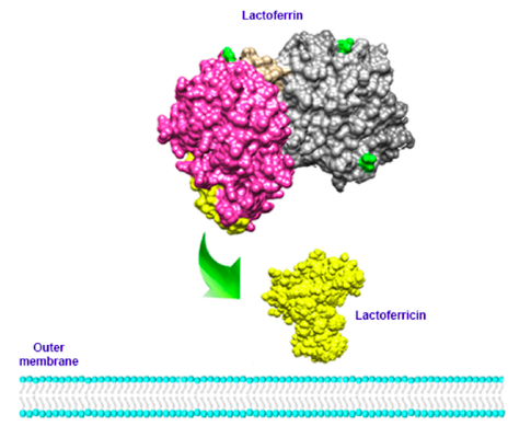 Лактоферрин: гликопротеин, участвующий в иммуномодулирующих, противоопухолевых и противомикробных процессах.